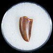 Bargain Raptor Tooth From Morocco - #7424-1